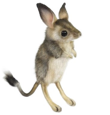 Hansa Jerboa