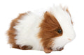 Hansa Guinea Pig