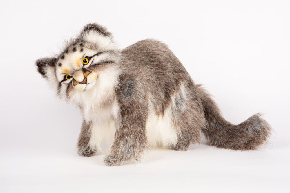 Hansa Pallas Cat
