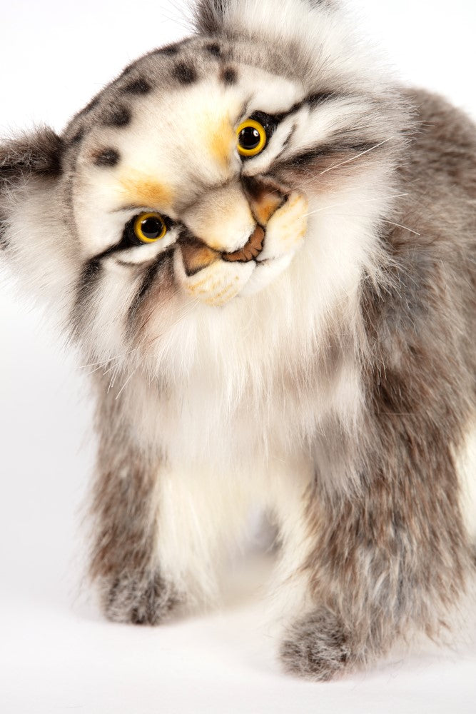 Hansa Pallas Cat
