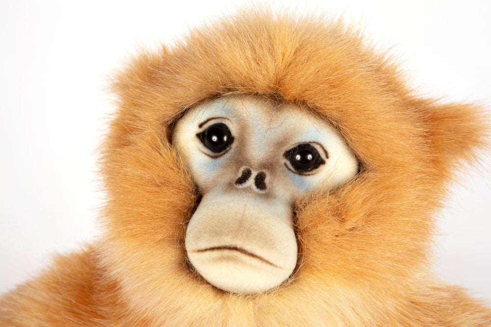 Hansa Snubbed Nose Monkey