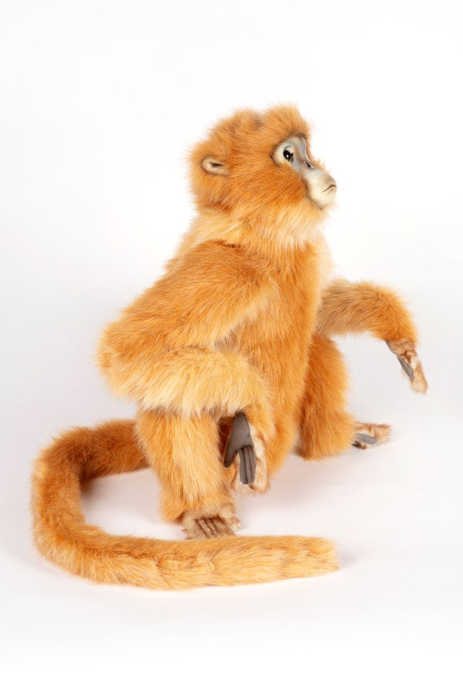 Hansa Snubbed Nose Monkey